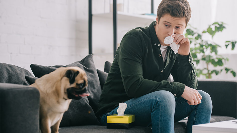 Getting an air purifier is one of the best approaches to boost your home’s indoor air quality. Find out more about the three top solutions. 